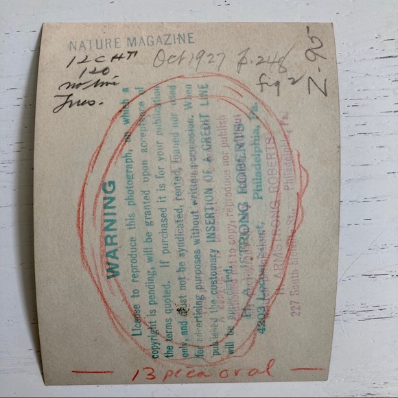 Lot of 5 Vintage Nature Magazine Press Photos 1927 - Picture 11 of 11